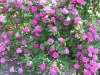 Zéphirine Drouhin