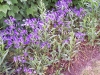 Brodiaea californica