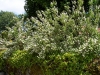 Deutzia scabra