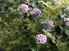 Dianthus barbatus