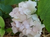 Hydrangea macrophylla 'Mathilda Gutges'
