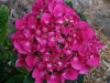 Hydrangea macrophylla 'Sanguinea'