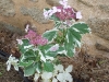 Hydrangea macrophylla 'Tricolor'