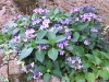 Hydrangea macrophylla