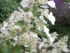 Hydrangea paniculata 'Kyushu'