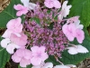 Hydrangea serrata