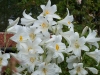 Lilium regale
