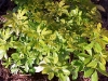 Pittosporum tenuifolium 'Limelight'