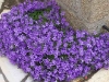Campanula portenschlagiana