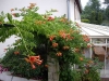 Campsis grandiflora