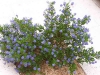 Ceanothus 'Skylark'