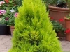 Cupressus macrocarpa 'Goldcrest'