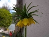 Fritillaria imperialis 'Lutea'