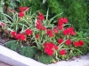 Impatiens walleriana