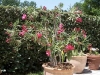 Nerium oleander