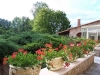 Pelargonium 'Roi des balcons'