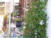 Solanum jasminoides 'Album'