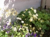 Triteleia 'Starlight'