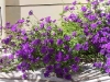 Verbena 'Muriel'