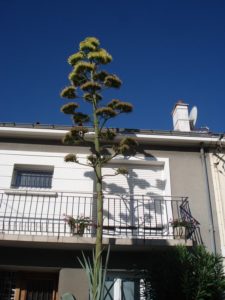 Hampe florale de l'agave