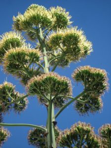 Fleur d'agave