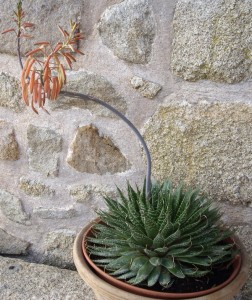 Aloe en fleur