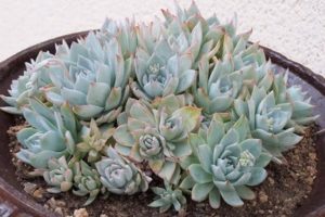 Echeveria peacockii Echeveria peacockii