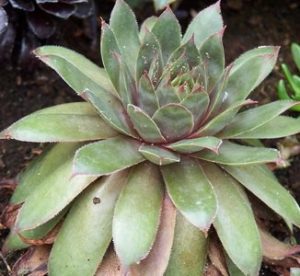 Jovibarba hirta purpurea Jovibarba hirta purpurea