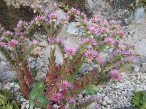 On différencie facilement les sempervivum grâce à leur fleurs étoilées Sempervivum en fleur