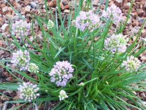 Allium senescens ssp montanum