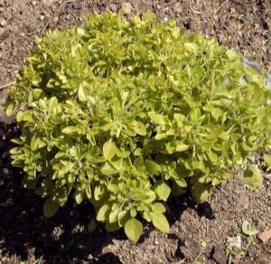 Basilic 'Fin, vert, nain, compact' Basilic 'Fin, vert, nain, compact'