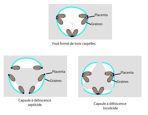 Capsule Capsule