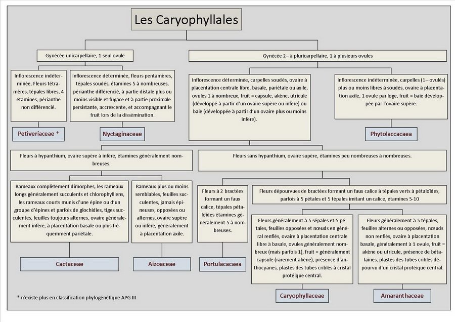 Clés d'identification des Caryophyllales Clés d'identification des Caryophyllales