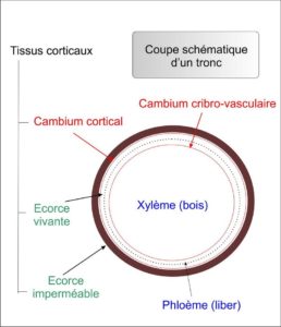 Coupe schématique d'un tronc Coupe schématique d'un tronc