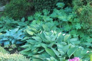 Hostas et Macleaya Hostas et Macleaya