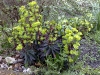 Euphorbia x martinii 'Flame'