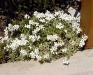 Arabis procurrens 'Variegata'