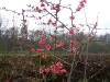 Chaenomeles japonica rose