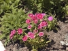 Dianthus chinensis