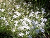Ornithogalum umbellatum