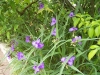 Tradescantia andersoniana