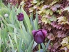 Tulipa 'Queen of Night'