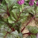 Beta vulgaris ssp cicla 'MacGregor's Favourite'