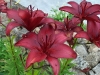 Lilium 'Landini'