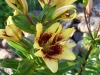 Lilium 'Patricia's Pride'