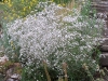 Gypsophila paniculata 'Bristol Fairy'