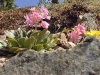 Lewisia cotyledon