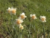 Narcissus fleur d'Orchidée