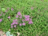 Thymus x citriodorus