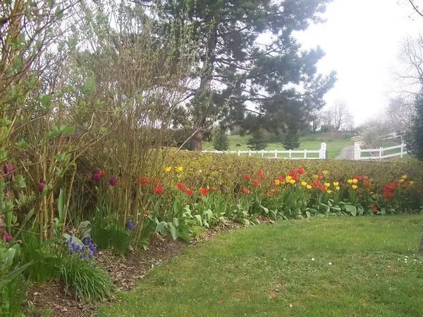 Les tulipes